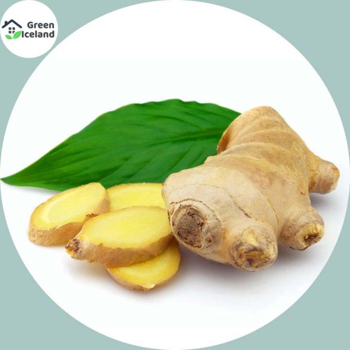 Global%20Ginger%20Seeds-%2020%20Pcs%20Seeds%20-%20Image%202