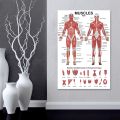 Professional Human Muscular System Anatomical Chart Human Muscle Anatomy Poster for Education Lecture 19.69'' x 27.56''.