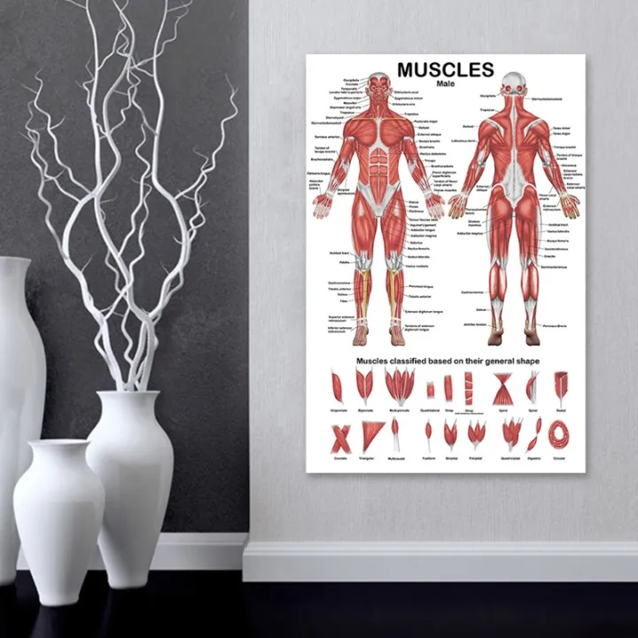 Professional%20Human%20Muscular%20System%20Anatomical%20Chart%20Human%20Muscle%20Anatomy%20Poster%20for%20Education%20Lecture%2019.69''%20x%2027.56''%20-%20Image%205
