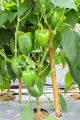 Global Green Capsicum Vegetable Tree Seeds - 20 Pcs Seeds. 