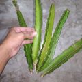 Dragon Tree Cutting for Plantation (5 Pieces) -. 