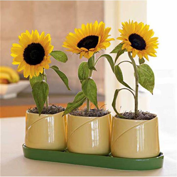 Bonsai Sunflower Seeds -10 Pcs Seeds | Daraz.com.bd
