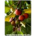 বকুল Seed 10 Pse. 
