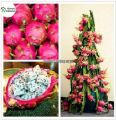 10 Pcs Dragon Pitaya Fruit Seeds - 10 Pcs Seeds (Global Imported). 