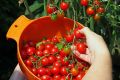 Global red Cherry Tomato 40pcs seeds.