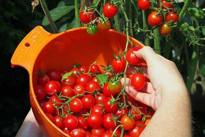 Global red Cherry Tomato 40pcs seeds