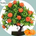 (Orange Fruit Tree Seeds)-10 Pse. 