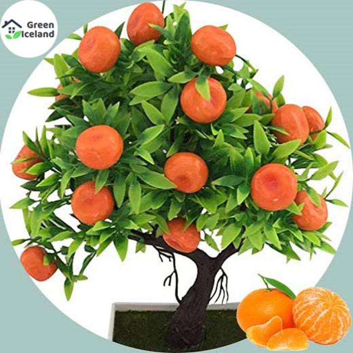 (Orange Fruit Tree Seeds)-10 Pse