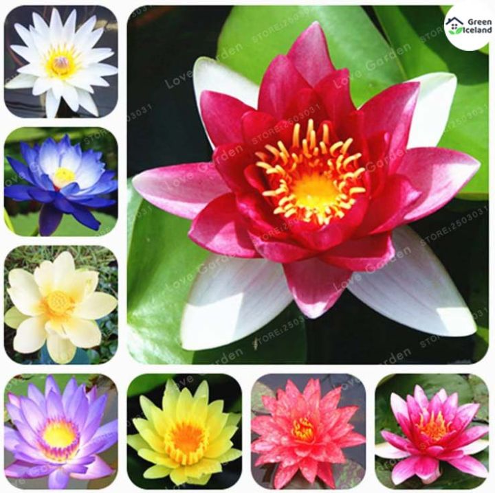 All%20Season%20Rainbow%20Lotus%20Seeds%20(%E0%A6%AA%E0%A6%A6%E0%A7%8D%E0%A6%AE%E0%A6%AB%E0%A7%81%E0%A6%B2%20%E0%A6%AC%E0%A7%80%E0%A6%9C)%20-%205%20Pcs%20Seeds%20-%20Image%203