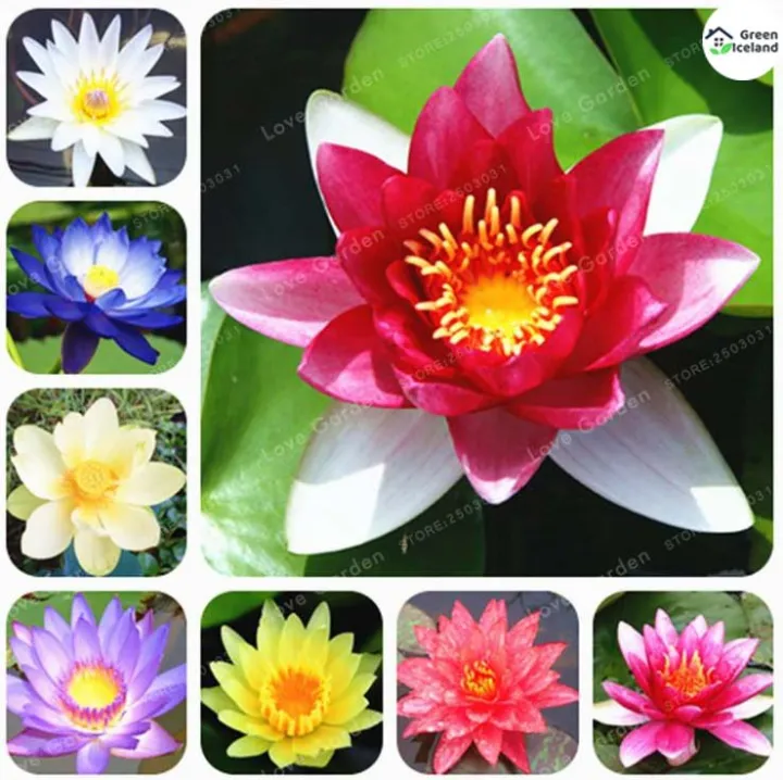 All%20Season%20Rainbow%20Lotus%20Seeds%20(%E0%A6%AA%E0%A6%A6%E0%A7%8D%E0%A6%AE%E0%A6%AB%E0%A7%81%E0%A6%B2%20%E0%A6%AC%E0%A7%80%E0%A6%9C)%20-%205%20Pcs%20Seeds%20-%20Image%203