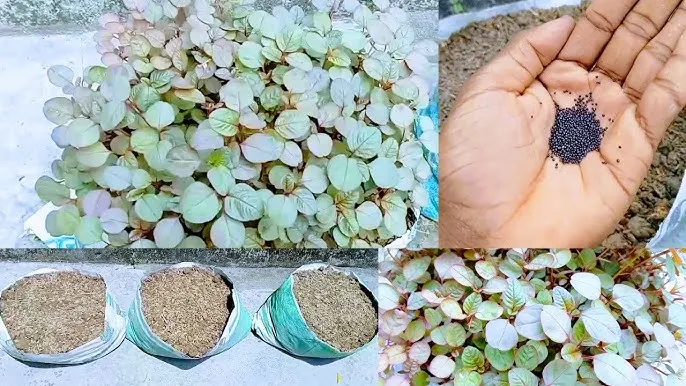 Red%20Spinach%20Seed%20(%20Lal%20Shak%20)%20-%2020%20gm%20lal%20shak%20seeds%20-%20%E0%A6%B2%E0%A6%BE%E0%A6%B2%20%E0%A6%B6%E0%A6%BE%E0%A6%95%E0%A7%87%E0%A6%B0%20%E0%A6%AC%E0%A7%80%E0%A6%9C%20Hybrid%20%20seeds/seed/bij%20-%20Image%208