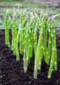 Global Asparagus Vegetable Seeds - 15 pcs Seeds. 