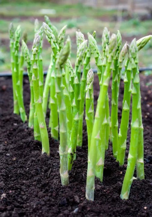 Global%20Asparagus%20Vegetable%20Seeds%20-%2015%20pcs%20Seeds%20-%20Image%206