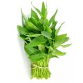 Hybrid original deshi green leaf kolmi shak/water spinach seeds 5gm seeds. 