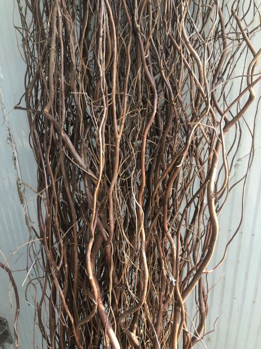 %5BDragon%20Willow%20Dried%20Branches%5D%20Curved%20Willow%20Branches%20Extra%20Long%201.5%20Meters%20Natural%20Dried%20Bouquet%20Dried%20Branches%20for%20Home%20Decoration%20-%20Image%207