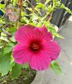 Mesta Joba Flowers Seeds 15 Pis (Multicolor Flowers Seeds). 