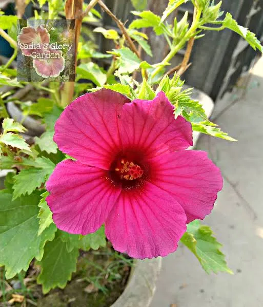 Mesta%20Joba%20Flowers%20Seeds%2015%20Pis%20(Multicolor%20Flowers%20Seeds)%20-%20Image%203