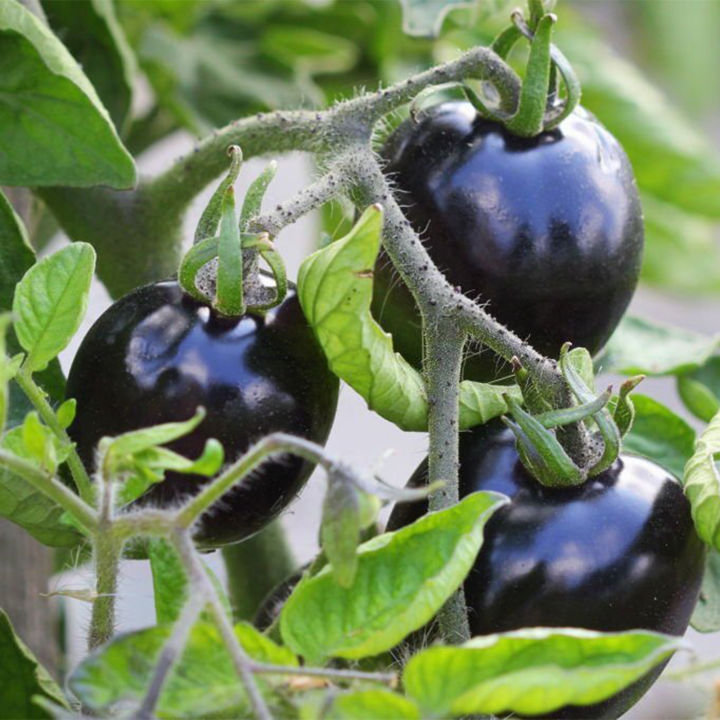 Black%20Color%20Tomato%20Seeds%2012%20Pice%20+%20gift%20-%20Image%203