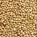 Soybean Seeds(Soybean dana) 500 gm. 