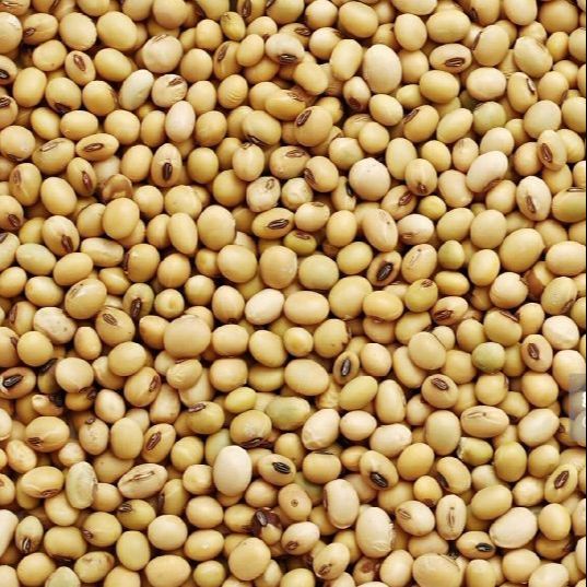 Soybean%20Seeds(Soybean%20dana)%20500%20gm%20-%20Image%207