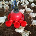 【Toy life hall】Chicken Cup Automatic Waterer Drinking Bowl Thread Watering Feeder Cup for Chicken. 