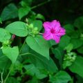 Sondha Maloti Flower Seeds I Mirabilis Jalapa I Marvel of Peru Seed I Four o'clock Flower Seed (10 Pieces).