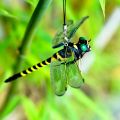 Simulation Dragonfly Insect Model Mosquito Repellent Outdoor Hanging Ornaments. 