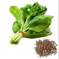 Palak Seeds Kitchen Garden Spinach Vegetable Seeds(Pack Of 100 Seeds).