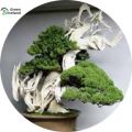 Natural Chinese Juniper Tree Bonsai Seeds -30 Pcs Seeds. 
