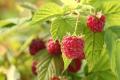 30 Pcs Giant Red Raspberry Seeds. 