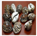 Large Natural Tiger Cowrie (Cypraea Tigris) Shell Craft Beach Decor.