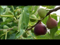 Tin Fol ,Dried Fig (premium quality) 500gm box. 