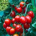 Cherry Tomato Red Color 25+ seeds.