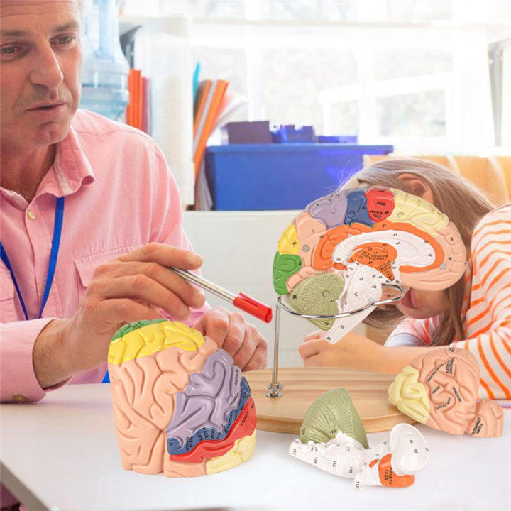 Human%20Brain%20Model%20for%20Neuroscience,%20Brain%20Anatomy%20Model%20Brain%20Model%20Brain%20Functional%20Partitioning%20+Study%20Guide%20-%20Image%207
