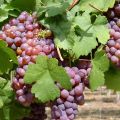 All Season Red Grape Seeds - 20 Pcs SeedS. 