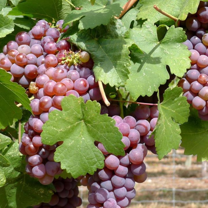 All%20Season%20Red%20Grape%20Seeds%20-%2020%20Pcs%20SeedS%20-%20Image%203