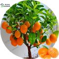 Orange Fruit Tree Seeds- 10 Pcs Seeds. 