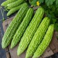 Highly Vital - "Hibrid Bitter Melon (Goz Corolla) 10 Piece, Vegetable Seeds" - Tools, DIY & Outdoor - Modern and Trendy - Excellent. 