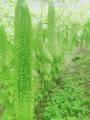 Bitter Gourd Seed Thailand. 