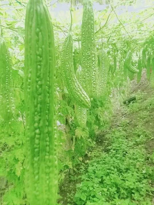 Bitter%20Gourd%20Seed%20Thailand%20-%20Image%202