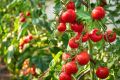 Hybrid (F1) Tomato Seed - 25 Seeds.