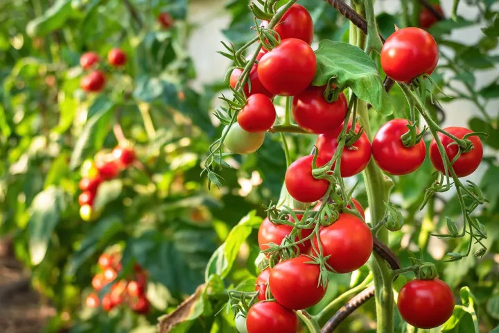 Hybrid%20(F1)%20Tomato%20Seed%20-%2025%20Seeds%20-%20Image%202