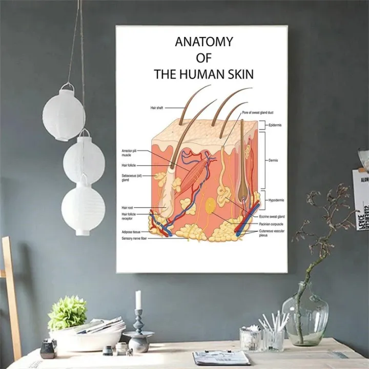 Face%20Anatomy,The%20Human%20Skin%20,lip%20,hair%20Anatomy%20Muscle%20Detailed%20Medical%20Art%20Poster%20Canvas%20Painting%20Wall%20Print%20Picture%20Home%20Decor%20-%20Image%204