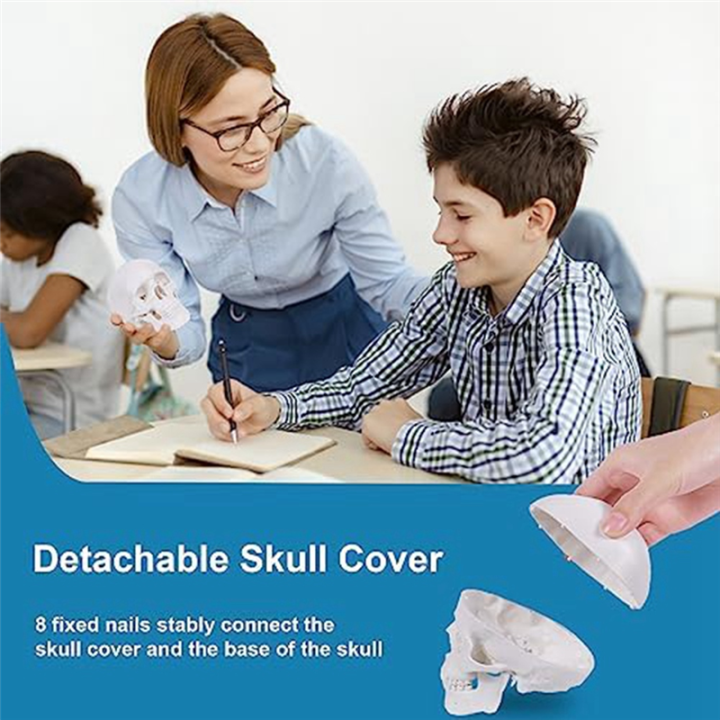 Mini%20Human%20Skull%20Model,%203%20Parts%20Anatomical%20Skull%20Model%20with%20Removable%20Skull%20Cap%20and%20Articulated%20Mandible%20Durable%20White%20-%20Image%204
