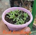 Cat Grass Seed - 50 gm/40000+ Seed For Cat and Other Animal Eating Grass.