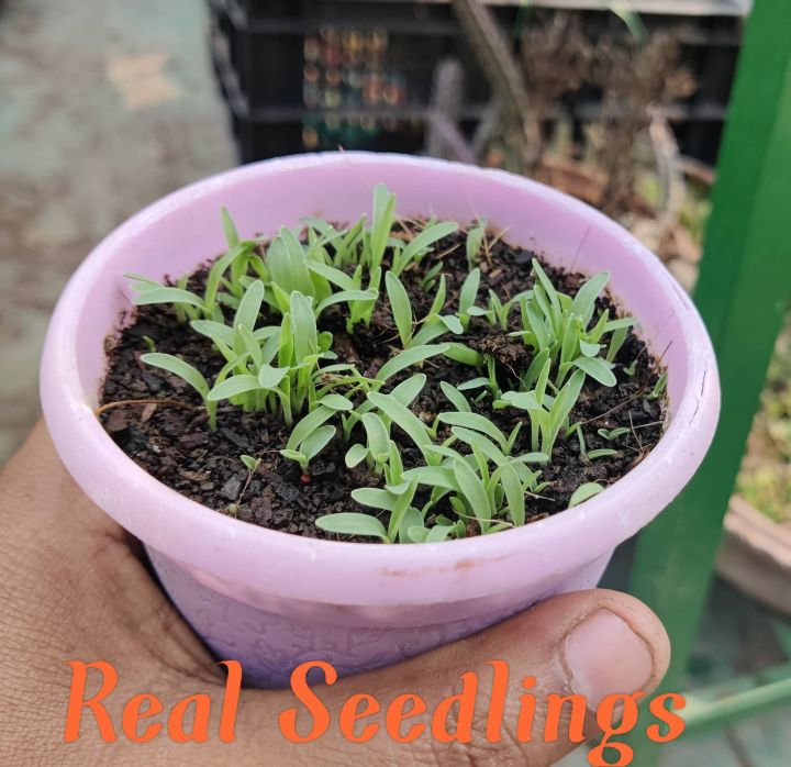 Cat%20Grass%20Seed%20-%2050%20gm/40000+%20Seed%20For%20Cat%20and%20Other%20Animal%20Eating%20Grass%20-%20Image%202