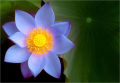 Japan Exotic Blue Lotus Flower 5pcs Seeds.