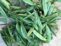 Fresh hybrid seeds flat beans (sim) 25 pice..