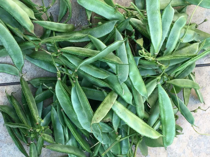 Fresh%20hybrid%20seeds%20flat%20beans%20(sim)%2025%20pice.%20-%20Image%203