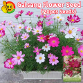 Cosmos Flowers Seeds 20 PIce (China Multicolor Flowers Seeds). 